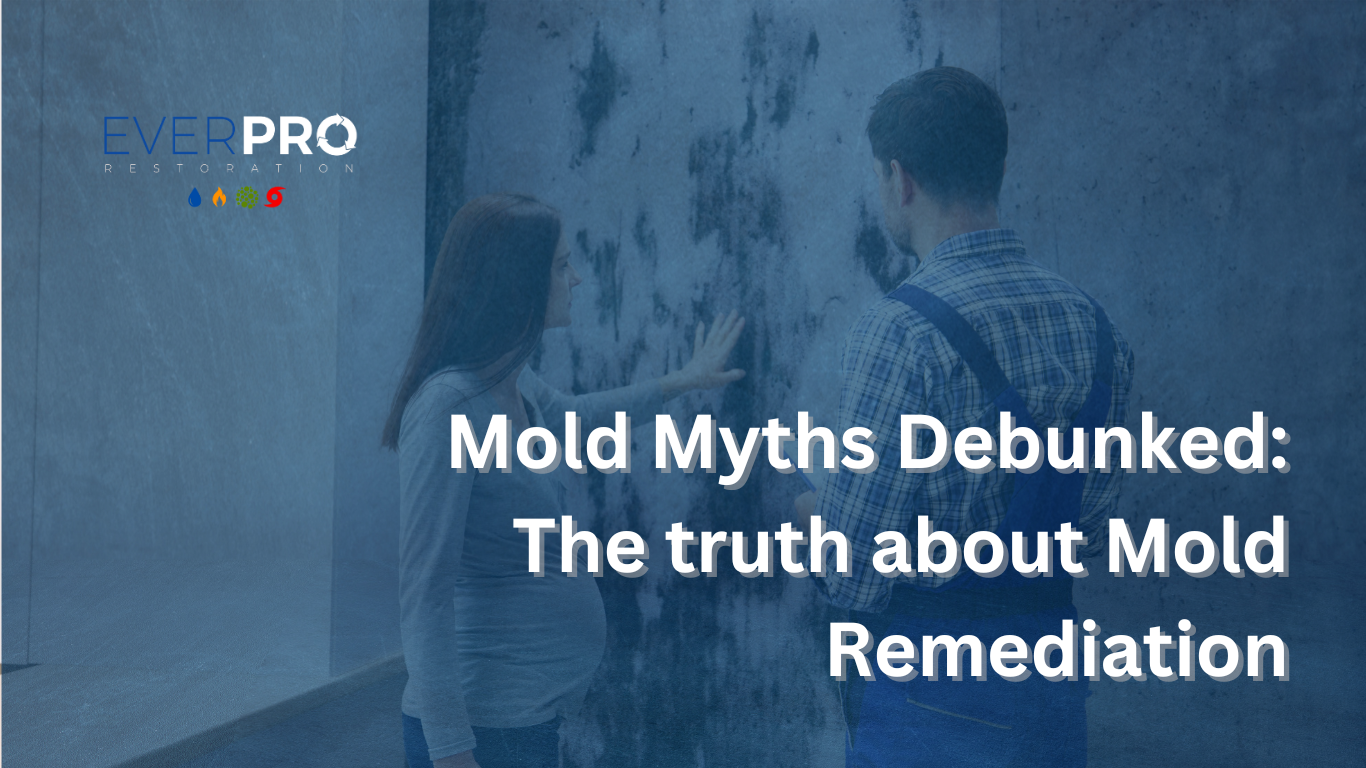 You are currently viewing Mold Myths Debunked: Truth About Mold Remediation