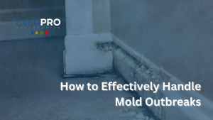 Read more about the article How to Effectively Handle Mold Outbreaks
